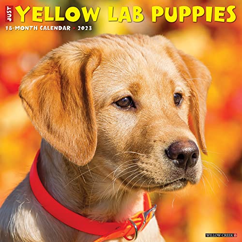 Beispielbild fr Just Yellow Lab Puppies 2023 Wall Calendar zum Verkauf von GF Books, Inc.