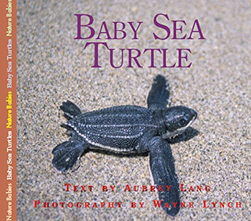 Beispielbild fr Baby Sea Turtle zum Verkauf von Better World Books