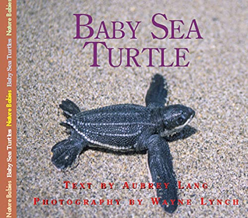 Stock image for Baby Sea Turtle for sale by Better World Books