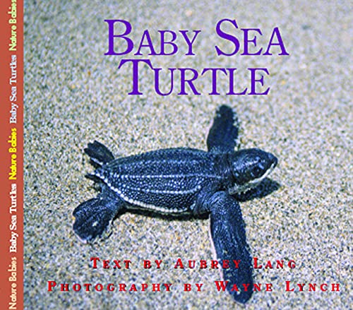 Imagen de archivo de Baby Sea Turtle a la venta por Better World Books