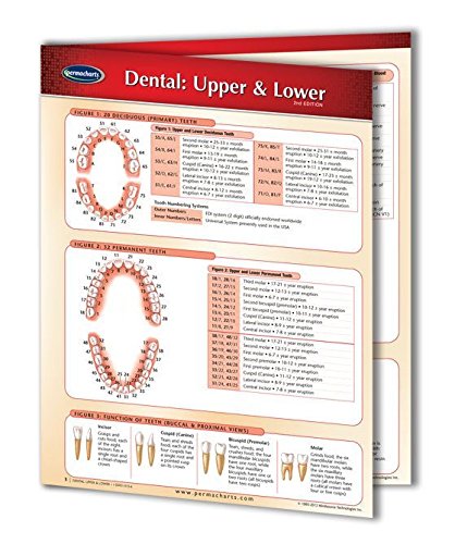 Dental Chart - Upper & Lower Chart- Medical Quick Reference Guide by Permacharts (9781550801194) by Permacharts