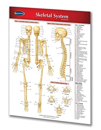 Stock image for Skeletal System (Life Sciences) for sale by HPB-Red