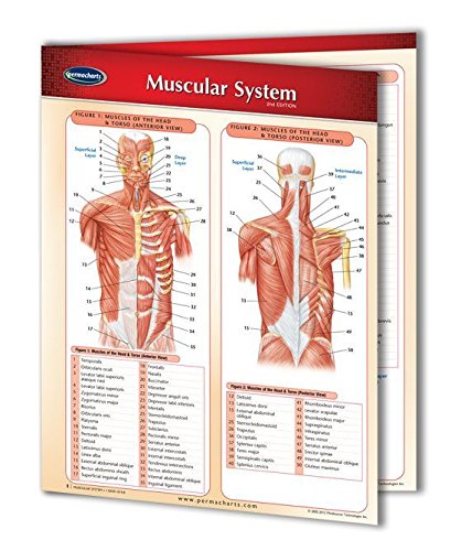 Stock image for Human Muscular System Chart - 4-page 8.5" x 11" laminated medical quick reference Guide for sale by GF Books, Inc.