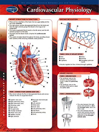 Cardiovascular Physiology (Permacharts)