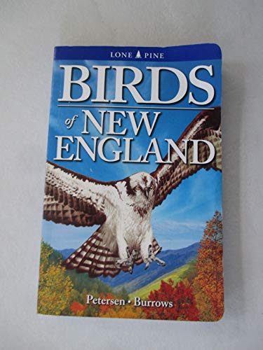 9781551053844: Birds of New England