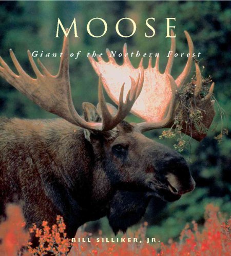 Beispielbild fr Moose: Giants of the Northern Forest zum Verkauf von Goodwill of Colorado