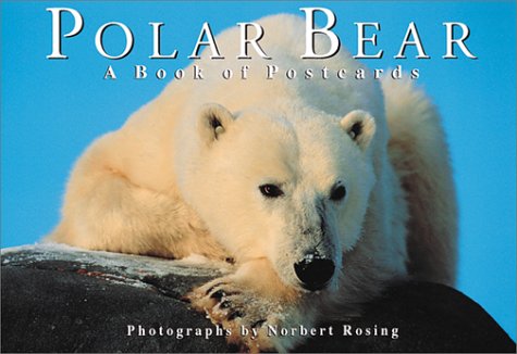 Stock image for Polar Bear A Book of Postcards for sale by SecondSale
