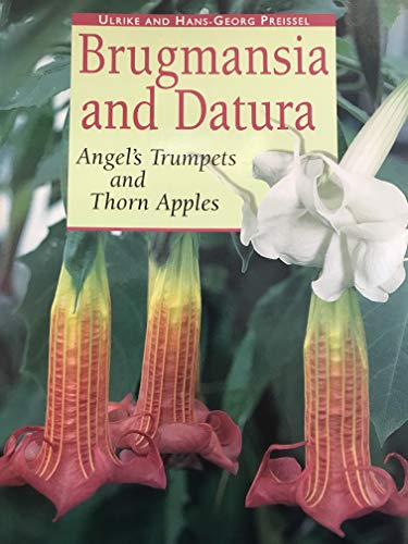 Stock image for Brugmansia and Datura: Angels Trumpets and Thorn Apples for sale by Zoom Books Company