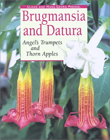 Beispielbild fr Brugmansia and Datura: Angels Trumpets and Thorn Apples zum Verkauf von Zoom Books Company