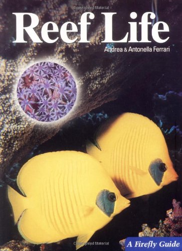 Beispielbild fr Reef Life (A Firefly Guide) zum Verkauf von SecondSale