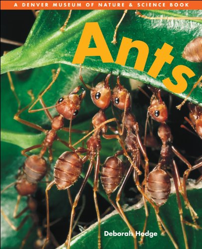 9781553370666: Ants (Denver Museum Insect Books)