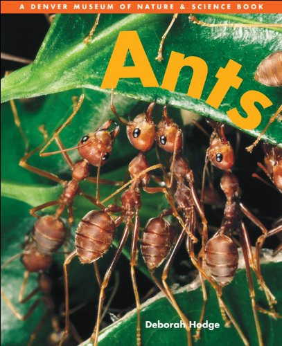 Beispielbild fr Ants zum Verkauf von Better World Books