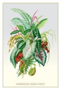 Imagen de archivo de Ornamental Foliage Plants a la venta por Better World Books