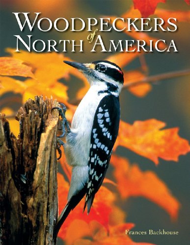 Beispielbild fr Woodpeckers of North America zum Verkauf von Better World Books