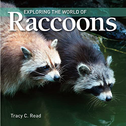 Beispielbild fr Exploring the World of Raccoons zum Verkauf von Better World Books