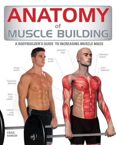 Imagen de archivo de Anatomy of Muscle Building: A Trainer's Guide to Increasing Muscle Mass a la venta por Byrd Books