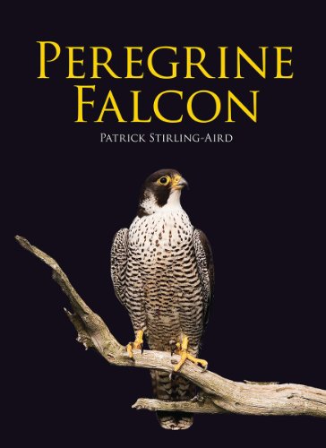 9781554079278: Peregrine Falcon