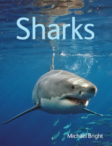 Stock image for Sharks for sale by SecondSale