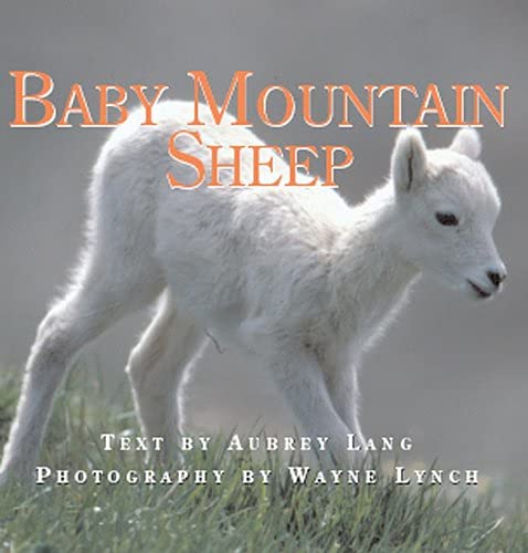 Imagen de archivo de Baby Mountain Sheep a la venta por Better World Books: West