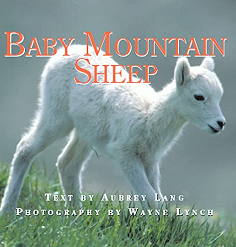 Stock image for Baby Mountain Sheep for sale by ThriftBooks-Dallas