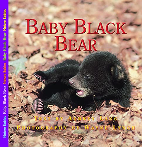 Imagen de archivo de Baby Black Bear a la venta por ThriftBooks-Dallas