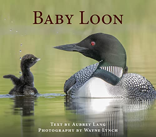 Beispielbild fr Baby Loon zum Verkauf von ThriftBooks-Atlanta