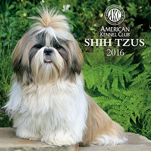 9781554569052: Cal 2016 Shih Tzus