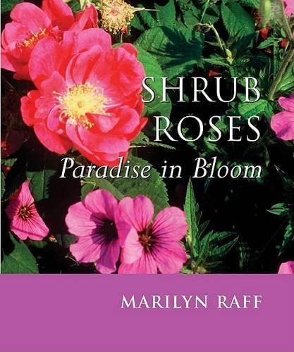 Imagen de archivo de Shrub Roses : Paradise in Bloom a la venta por Better World Books
