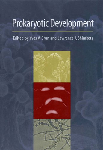 Imagen de archivo de Prokaryotic Development a la venta por Better World Books