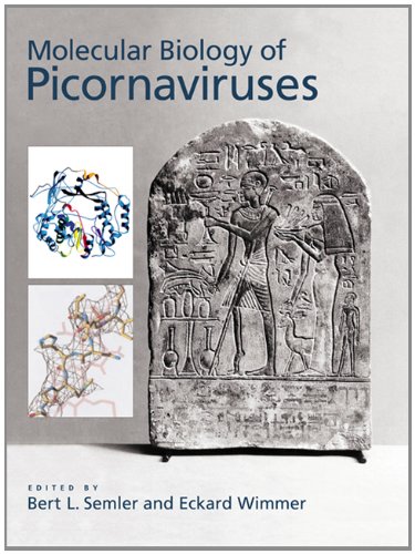 9781555812102: Molecular Biology of Picornavirus