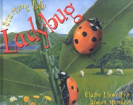 Beispielbild fr Starting Life Ladybug zum Verkauf von Better World Books