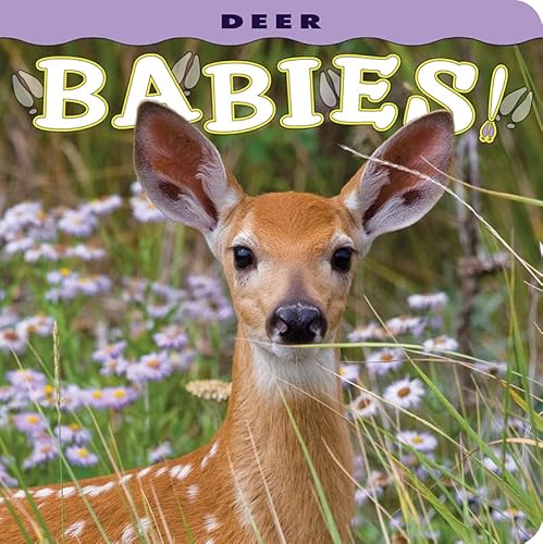 Imagen de archivo de Deer Babies! a la venta por SecondSale