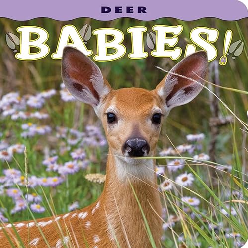 Stock image for Deer Babies! for sale by Orion Tech
