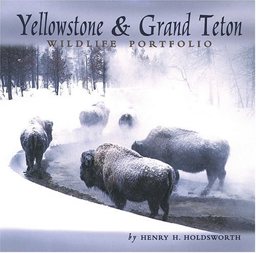 Imagen de archivo de Yellowstone & Grand Teton-Wildlife Portfolio a la venta por Foxtrot Books