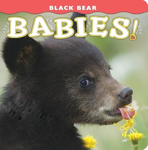 Stock image for Black Bear Babies! (Babies! Animal) for sale by Your Online Bookstore