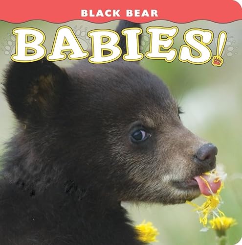 Stock image for Black Bear Babies! (Babies! Animal) for sale by Gulf Coast Books