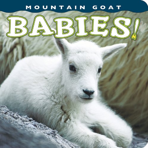 9781560375449: Mountain Goat Babies!