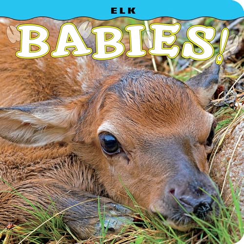 Stock image for Elk Babies! for sale by Revaluation Books