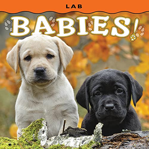 Stock image for Lab Babies! (Babies! (Farcountry Press)) [Board book] Farcountry Press for sale by Lakeside Books