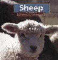 Stock image for Sheep (Early Reader Science) for sale by More Than Words