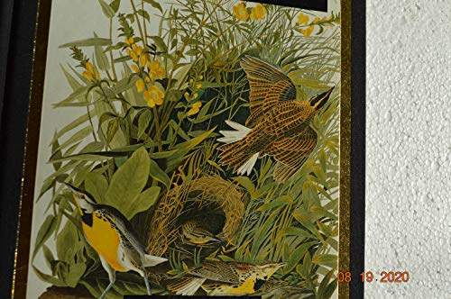 Beispielbild fr Audubon Journal zum Verkauf von Better World Books