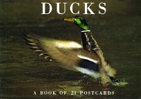 Beispielbild fr Ducks zum Verkauf von ThriftBooks-Atlanta