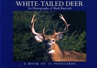 Beispielbild fr White-Tailed Deer: A Book of 21 Postcards zum Verkauf von BooksRun