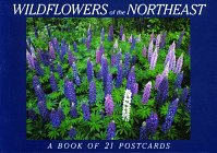 9781563138140: Wildflowers of the Northeast