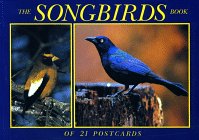 Song Birds: Postcard Book