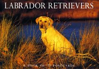 Stock image for Labrador Retrievers Postcard Book for sale by Ergodebooks