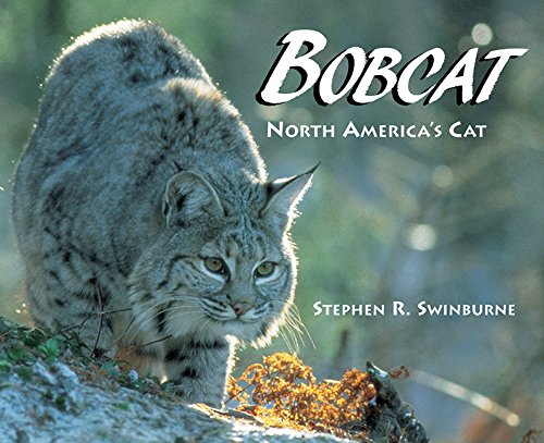 Stock image for Bobcat for sale by Ergodebooks