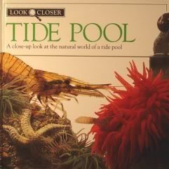 Stock image for Tide Pool (Look Closer) for sale by HPB-Emerald