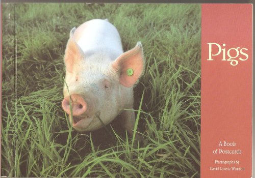 Imagen de archivo de Pigs a la venta por WorldofBooks