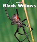 9781567669770: Black Widows (Naturebooks)